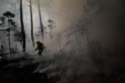 Protegen más de seis mil hectáreas de bosque contra cambio de uso de suelo