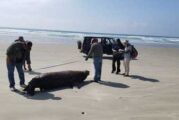 Mueren 137 lobos marinos en Baja California Sur