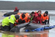 Al menos 380 ballenas varadas mueren en bahía de Tasmania