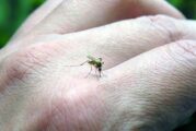 Casos de Dengue en Vallarta superan la centena
