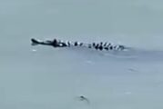 Alertan acerca de presencia de cocodrilos en el lago de Chapala