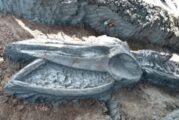 Hallan esqueleto de ballena casi intacto; tendría unos 3 mil años