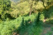 Hallan cientos de miles de plantas de marihuana en Talpa de Allende