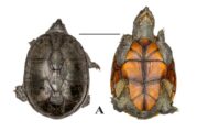 Localizan especie nueva de tortuga; sería ‘prima’ de la “casquito vallartense”