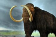 Revelan cómo evolucionaron los mamuts