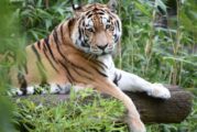 Tigre de bengala, un riesgo pasearlo por la vía pública: Bienestar Animal
