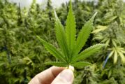 Cannabis, alternativa sustentable para materias primas
