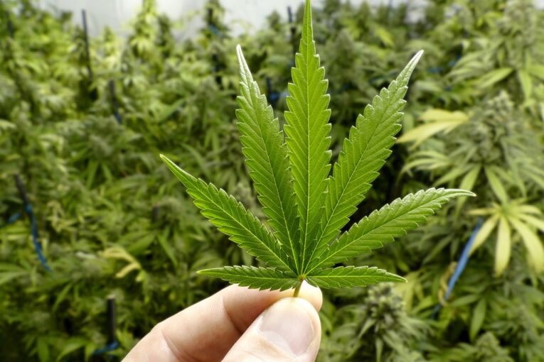 Cannabis, alternativa sustentable para materias primas