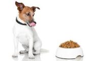 Mexicanos bajaron calidad de alimento para mascotas ante crisis por covid-19