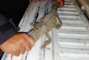 Rescatan cocodrilo en Puerto Vallarta
