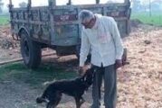 Abuelito hereda la mitad de su casa a su perrito; lo apoyó más que sus hijos