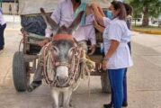 Abuelito pepenador llega en burro a recibir vacuna anticovid