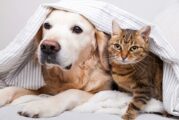 Rusia registra su primera vacuna contra COVID para animales