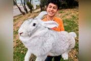 Estudiante mexicano cría los conejos más grandes del mundo en Puebla