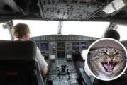 Un gato ataca al piloto de un avión y obliga a hacer un aterrizaje de emergencia