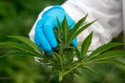 ¿Qué permite y qué prohíbe el uso lúdico de mariguana?