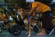 Perros discapacitados de Tailandia reciben sillas de ruedas y vuelven a correr