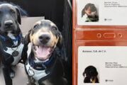 Agencia de Volkswagen adopta perritos y los registra como empleados