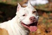 Diputados aprueban hasta 5 años de cárcel a quienes organicen peleas de perros