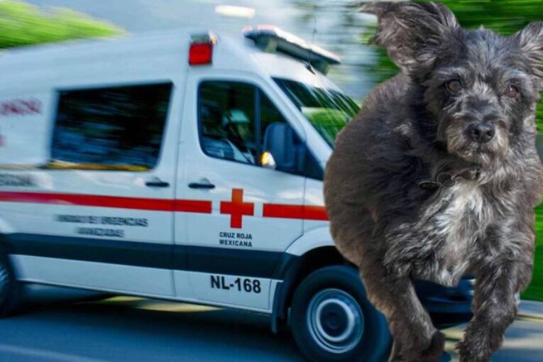 Perrito persigue ambulancia que llevaba a su dueño tras sufrir accidente; paramédicos lo dejan subir