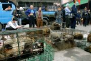 ¿Y entonces qué generó el COVID-19? Investigación apunta al tráfico de animales en China