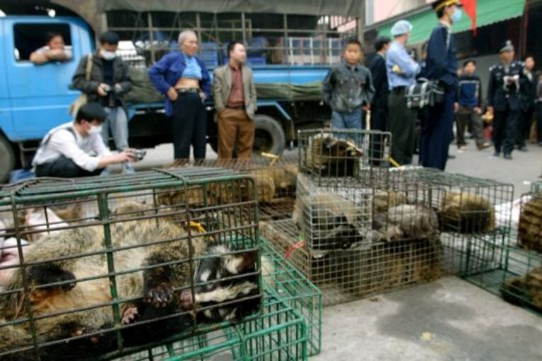 ¿Y entonces qué generó el COVID-19? Investigación apunta al tráfico de animales en China
