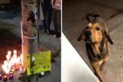 Procesan a joven que mató a perrito “Rodolfo