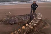 Un gran esqueleto apareció en Escocia y todos creen que es el monstruo de Lago Ness