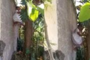 ¡Abuelita maravilla! Doña Menchita trepa árbol para cortar fruta