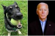 El perro de Biden que mordió a un agente del Servicio Secreto atacó a una segunda persona
