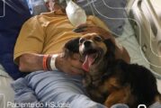 Abuelito recibe visita de su perrita antes de morir por covid-19