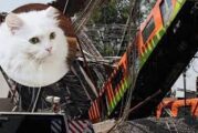 Gato sobrevive al accidente del Metro; viajaba en la Línea 12 luego de ser esterilizado