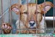 Del maltrato al abandono: la vida de mascotas en la era COVID