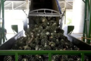 En tres años, la Proepa clausura 18 tequileras
