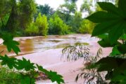 ¡Sorpresa!: ya corre agua en el Río Pitillal