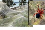 ¿Aracnofobia? Kilómetros de telaraña cubren región australiana