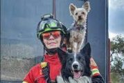 Mueren envenenados Athos y Tango, perritos rescatistas