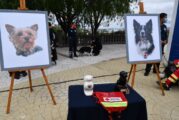 Fiscalía catea domicilio de persona que presuntamente envenenó a Ahtos y Tango, perros rescatistas