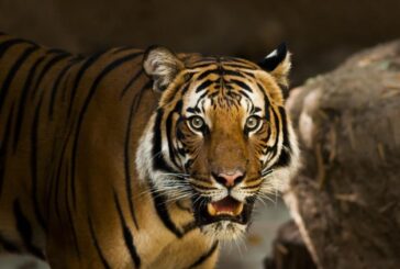 Un tigre siberiano mata a un empleado en un parque de animales en Sudáfrica