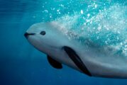 Abandona 4T a la vaquita marina; se acerca a la extinción