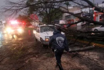 Lluvias en Jalisco: Reportan cerca de 19 árboles caídos en Zapopan y Guadalajara