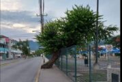 Propondrá regidor solución al árbol que “estorba” en Macro Plaza