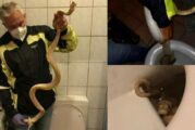 Serpiente muerde en los genitales a un hombre que estaba sentado en el inodoro
