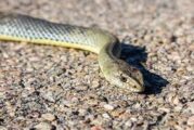 En Brasil, identifican sustancia en veneno de serpiente capaz de frenar el covid-19