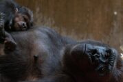 Gorilas de zoológico de Atlanta dan positivo a pruebas de covid-19