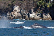 Evalúan impacto del turismo en las ballenas jorobadas