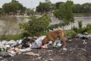 Durante la pandemia el abandono de mascotas aumentó en 15%