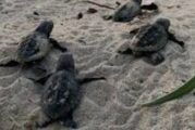 Juniors y funcionarios atropellan con “raicers” a tortugas, denuncian en Guaymas