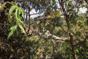 Denuncian que Tequila deposita basura en tiradero irregular