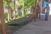 Capturan a enorme cocodrilo en zona hotelera de Vallarta